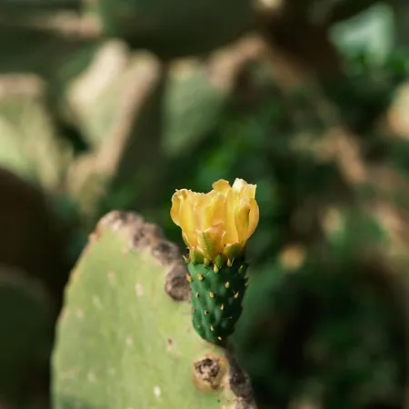 Flow Surf & 3* Datca